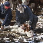 Using two hands to deliver a SubQ injection is easier, but one hand is generally safer for the handler.