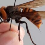 Asian giant hornets have noticeably large orange heads and black eyes; worker hornets are about 3.5 cm in length; queens can be up to four to five cm in length, with a wingspan of four to seven cm. (B.C. Ministry of Agriculture)