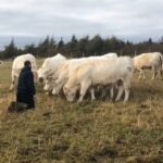 Nelson Fagan Jr. greets 10 Charolais cows at his ranch near Conception Bay South in October. (N. Fagan Meats video screengrab via Facebook)