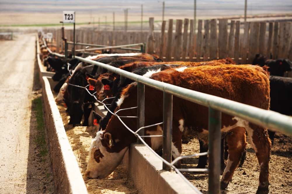 (Photo courtesy Canada Beef Inc.)
