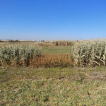 The South East Research Farm’s trial on soybeans and flowery silage corn after frost.
