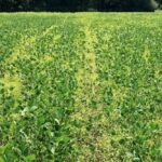 In this photo from Mike Cowbrough’s October 2019 Pest Patrol column in Country Guide, light-green waterhemp plants approach the top of a soybean canopy after two ineffective applications of glyphosate. (Supplied photo)