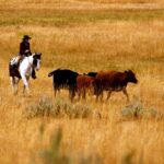 Comment: Your most important asset
