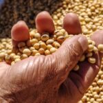 Soybeans. (Alfribeiro/iStock/Getty Images)