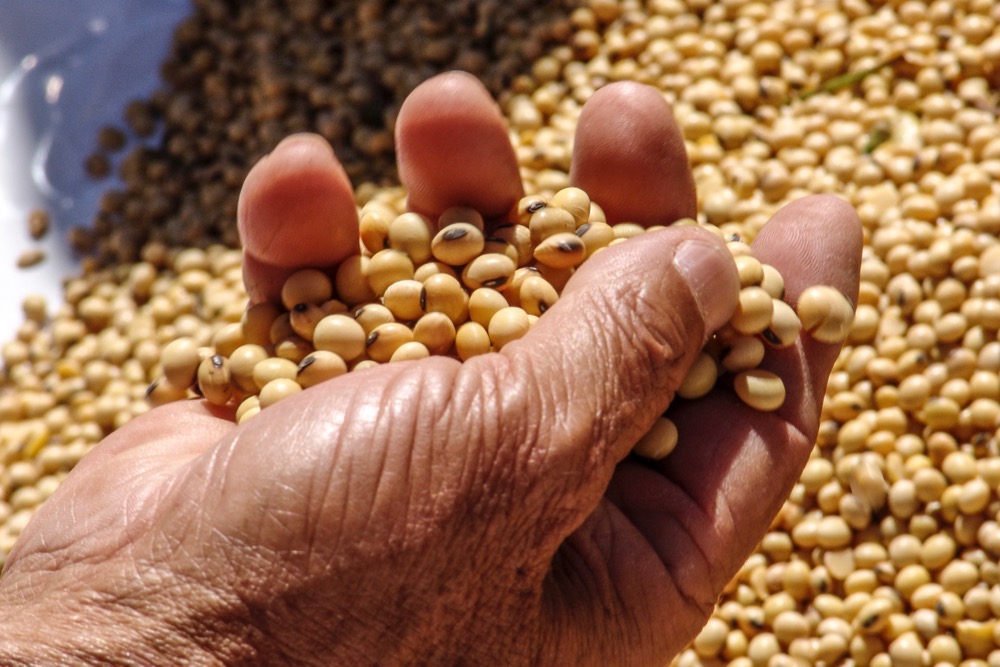 Soybeans. (Alfribeiro/iStock/Getty Images)
