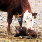 A 2019 report highlighted a few tweaks to common calving management practices that could significantly improve calf survival from difficult births.