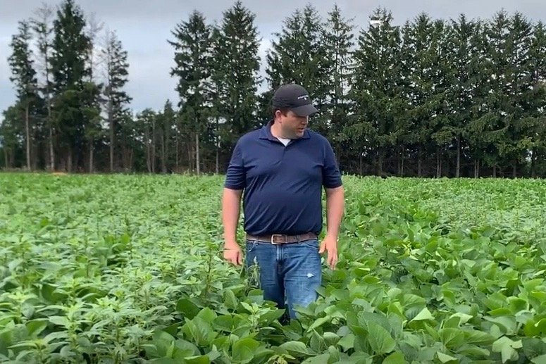 At the company’s Chatham, Ont. research farm, Bayer agronomic systems manager Adam Pfeffer shows a plot of XtendFlex herbicide-tolerant soybeans, comparing an untreated check strip infested with redroot pigweed against a herbicide-treated strip. (Bayer Crop Science video screengrab via YouTube)
