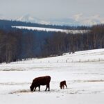 (Photo courtesy Canada Beef Inc.)