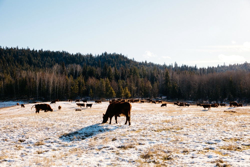 How can producers improve their own farms and ranches so they can thrive in these challenging times?