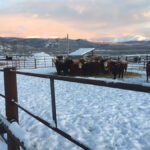 Weaned calves in the Yukon. Winter feed is costly in the sub-Arctic.