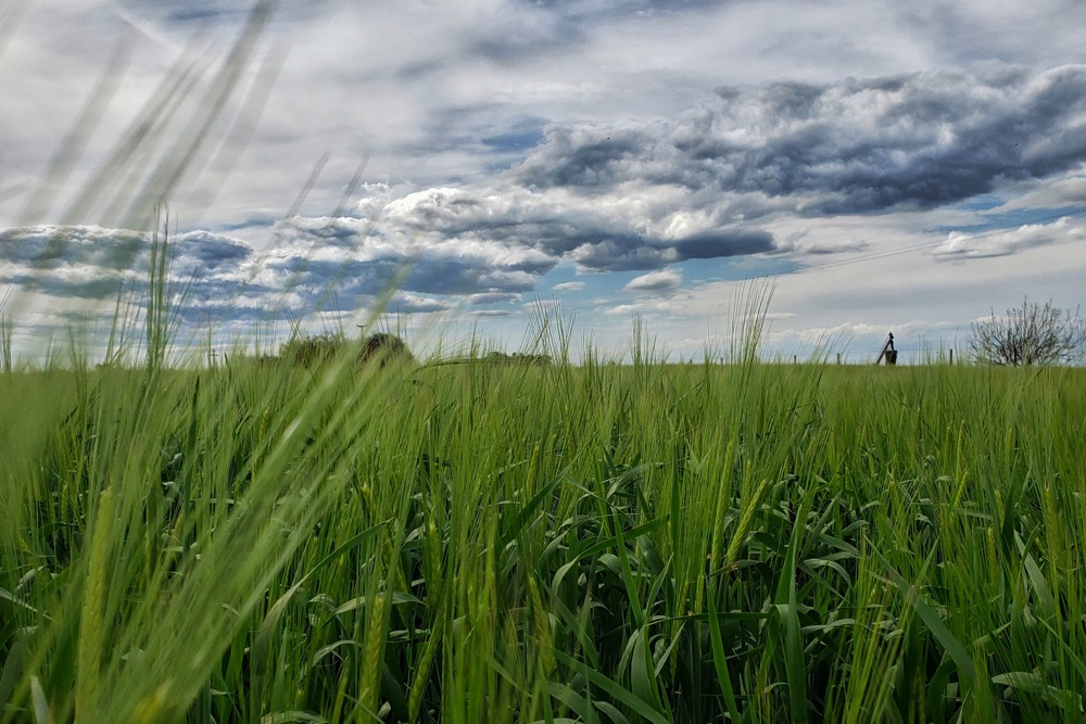 File photo of a barley field in Argentina. (Juan Pablo Marchelletti/iStock/Getty Images)
