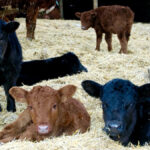 Your calving area should be clean, dry and close to shelter.