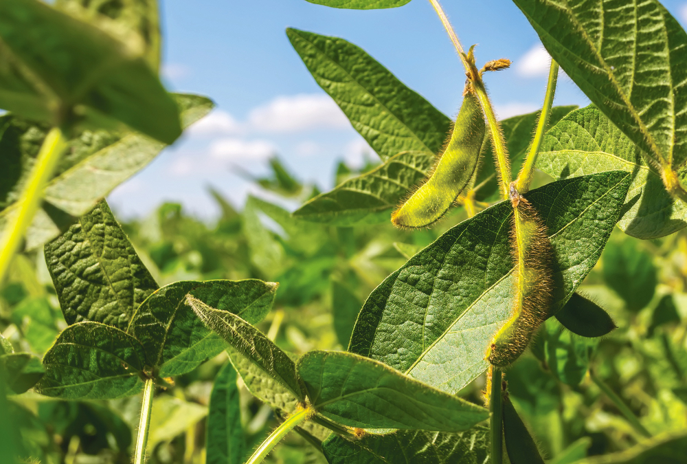 Seven tips for successful pulse and soybean crop disease management