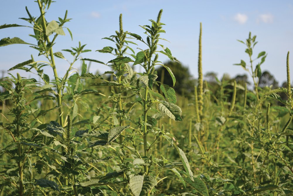 Palmer amaranth. (United Soybean Board photo)
