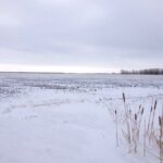 Snow cover in southern Manitoba has been sparse this winter, as shown across this field east of Starbuck, Man. (MarketsFarm photo by Glen Hallick)