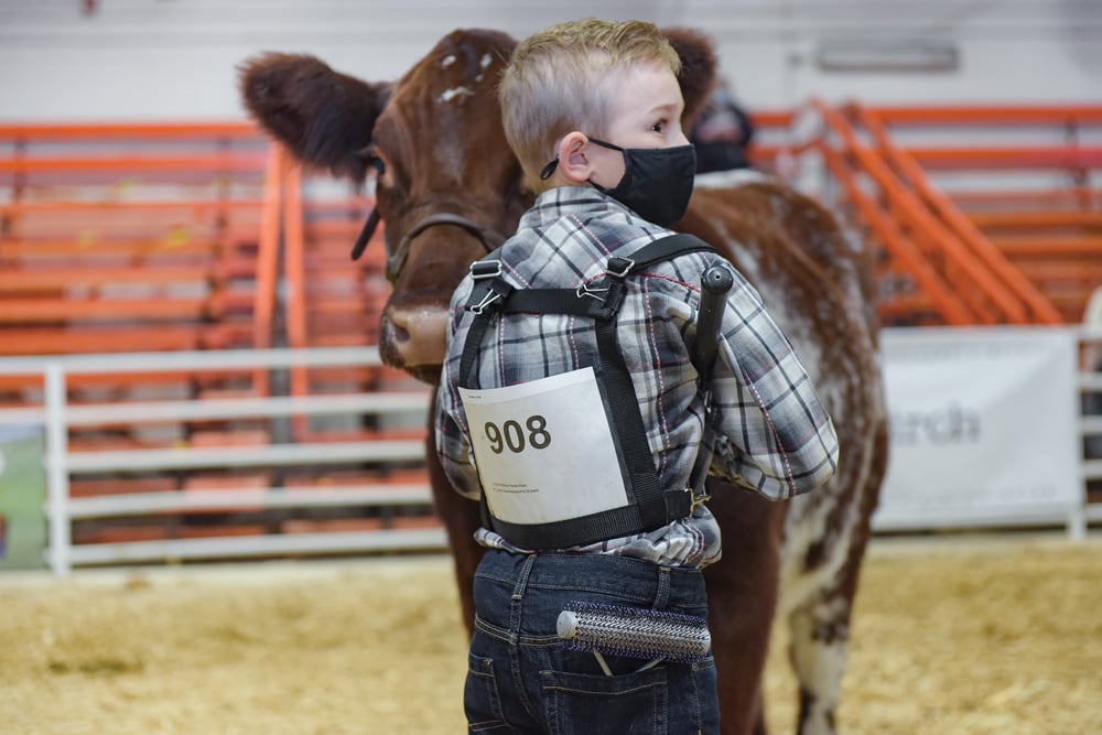 Ten-year-old Lincoln Graham dons a mask while showing at the Lloydminster Stockade Roundup. Show organizers decided to hold Roundup in person this past November, with protocols in place.