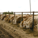 McMillin: Fed cattle prices slowly improving