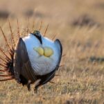 Greater sage grouse.