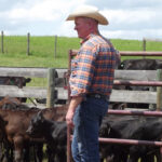 Joe Lofthouse working the gate while sorting calves. Lofthouse believes in a hands-on leadership style.