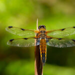 When you have a lot of standing water on land you can bet you’ll have a lot of mosquitoes, and it’s hard to find a better control for these blood-sucking pests than the dragonfly.