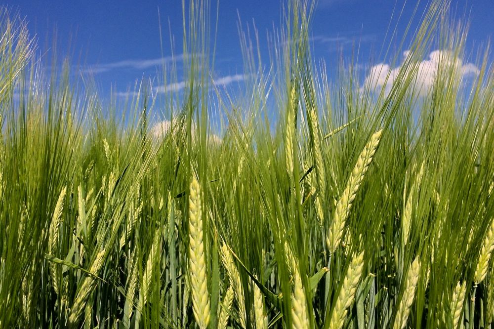 Barley south of Ethelton, Sask. on Aug. 3, 2017. (Dave Bedard photo)
