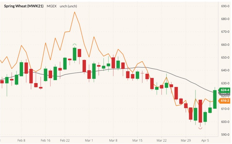 MGEX May 2021 spring wheat (candlesticks) with 20-day moving average (gray line) and CBOT May 2021 wheat (orange line). (Barchart)
