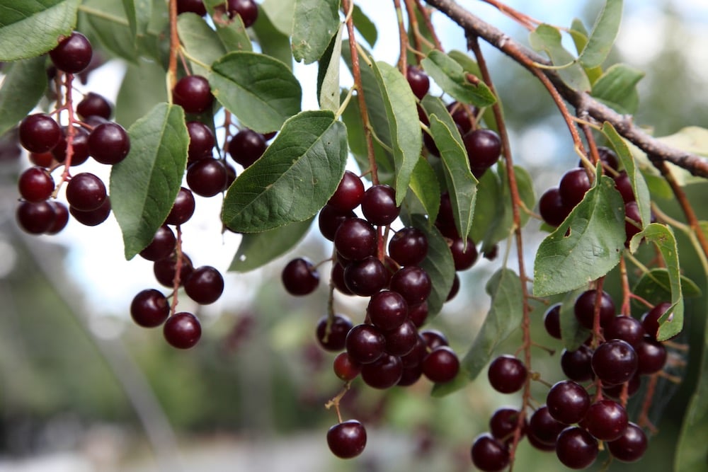 Chokecherry.