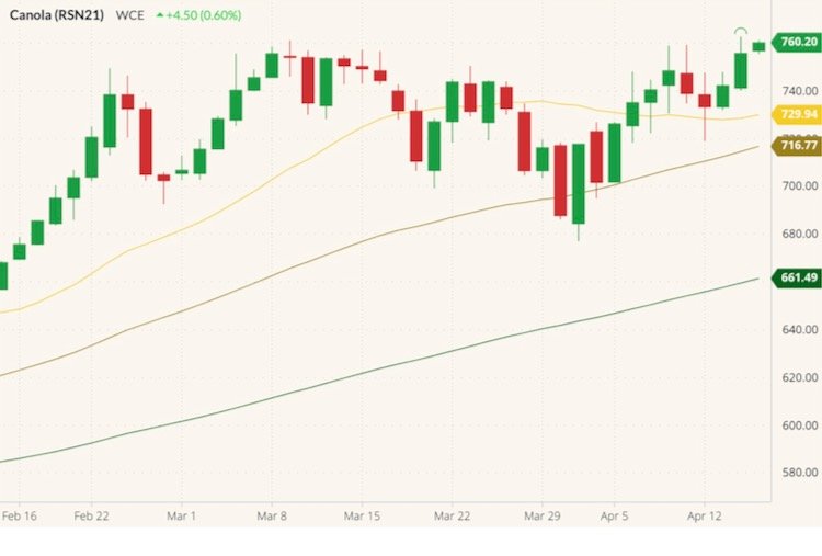 ICE July 2021 canola (candlesticks) with 20-, 50- and 100-day moving averages (yellow, dark yellow and green lines). (Barchart)
