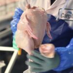 A worker at Cargill’s London, Ont. chicken plant demonstrates the deboning process for a 2014 McDonald’s video on the meat used to make McNuggets. (McDonald’s Canada video screengrab via YouTube)