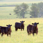 Choosing an appropriate mineral can help ensure the health and productivity of cattle on pasture.