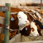 (Photo courtesy Canada Beef Inc.)
