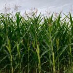 A corn crop west of Grunthal, Man. on Aug. 17, 2019. (Dave Bedard photo)