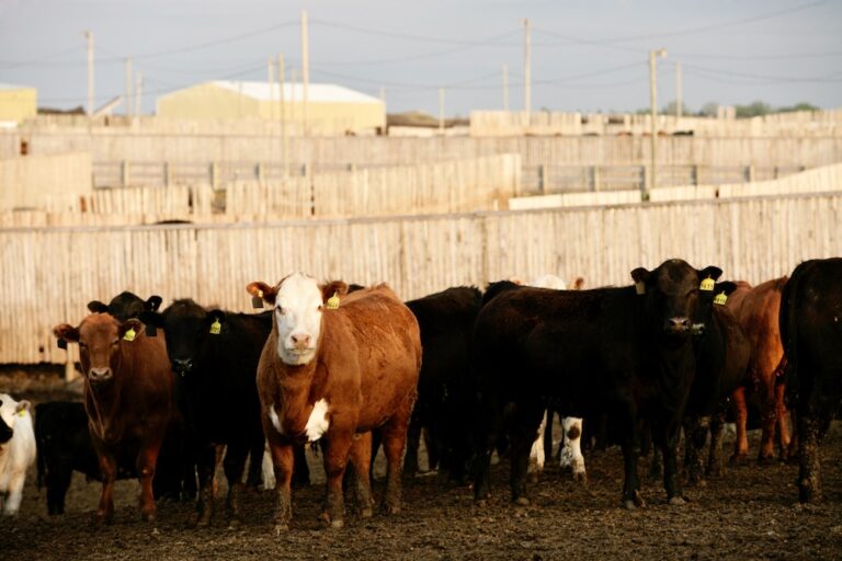 Klassen Feeder cattle divorce from futures' direction Canadian Cattlemen