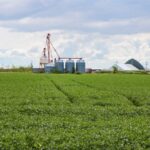 File photo of a green soybean crop south of Winnipeg. (Dougall_Photography/iStock/Getty Images)