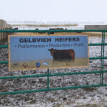 Gelbvieh heifers settle in at Olds College