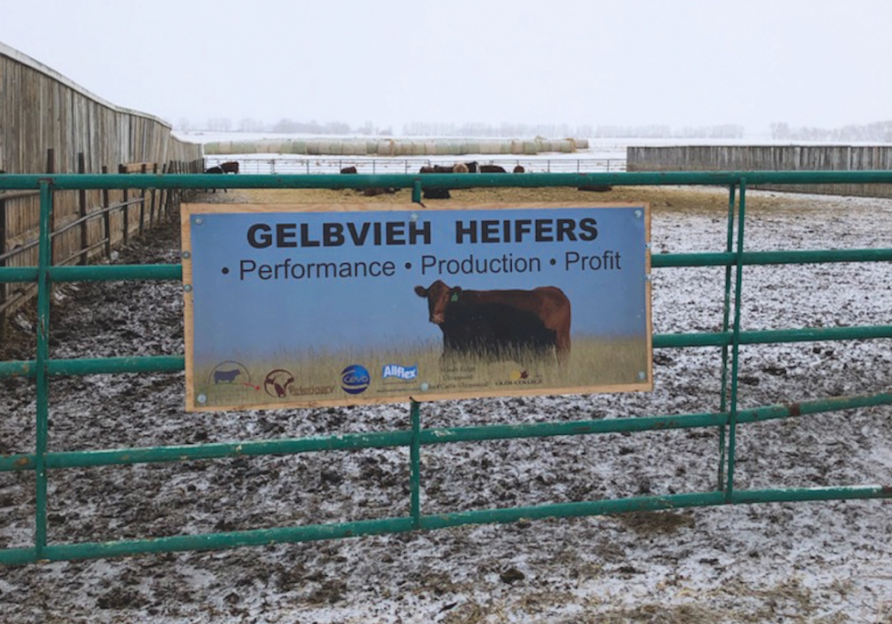 Gelbvieh heifers settle in at Olds College
