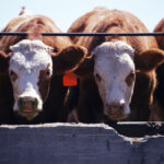 Cattle may be a uniquely efficient solution to some of the problems we see around food loss.