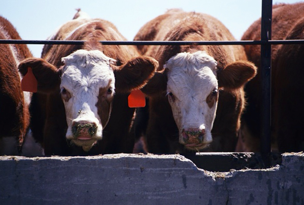 Cattle may be a uniquely efficient solution to some of the problems we see around food loss. 