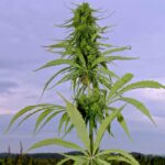 A hemp plant in Alberta. (Jennifer Blair photo)