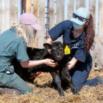 Senior veterinary students Willow Burnes (left) and Dani England assess a newborn calf at the LFCE's Forage Cow-Calf Research and Teaching Unit. Photo: Christina Weese.