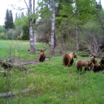 Ranchers concerned about grizzly bear encounters in B.C.