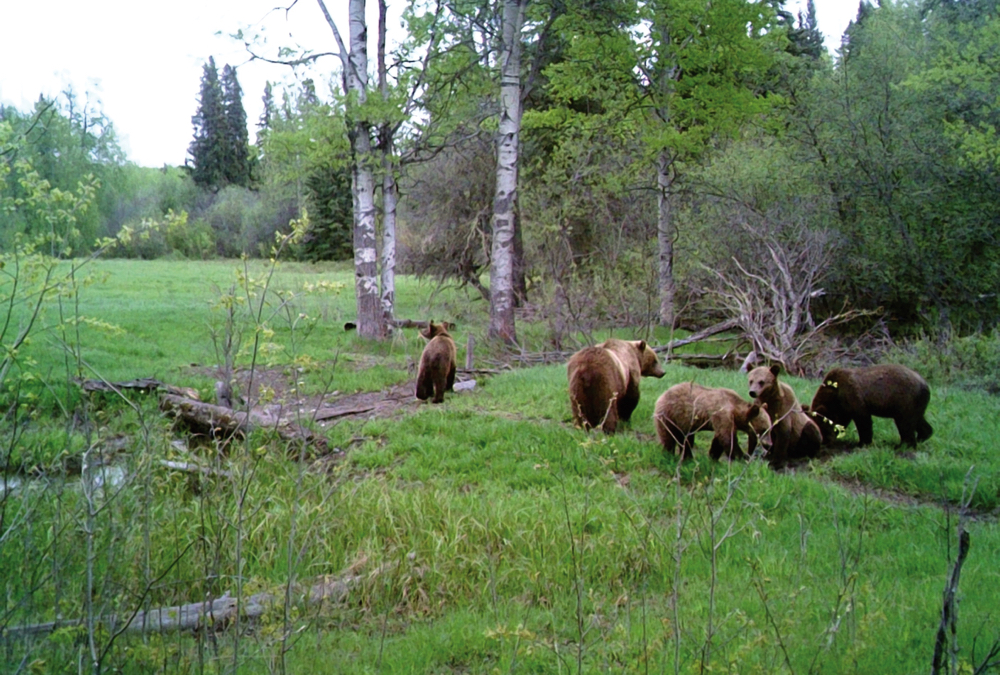 Ranchers concerned about grizzly bear encounters in B.C.