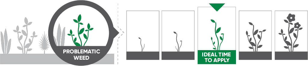 Optimize the application timing of your pasture herbicides