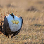 A greater sage-grouse, considered a species at risk.