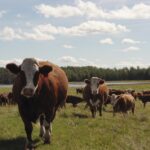 Simmental cattle on pasture.