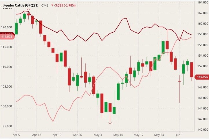 CME August 2021 feeder cattle (candlesticks) with August 2021 live cattle and lean hogs (red and pink lines, left column). (Barchart)
