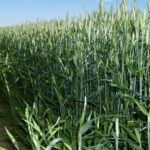 Rye ready for chopping at milky head stage.