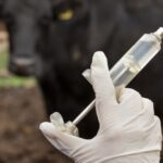 Vet Advice: Pain control in cattle