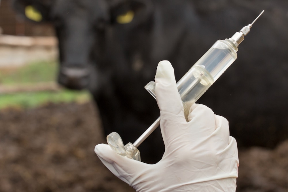Vet Advice: Pain control in cattle
