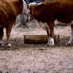 There are a number of factors to consider when choosing a mineral for your cattle.